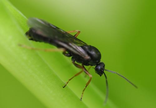 Réf. 233 759 : Formica sp.